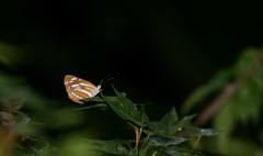 Neptis philyroides sonani