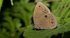 Lethe butleri