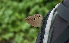 Lethe butleri