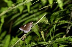 Notocrypta feisthamelii