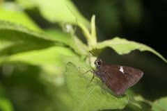 Notocrypta feisthamelii