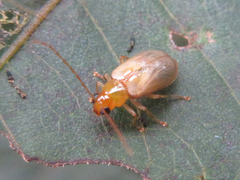 Monolepta shirozui