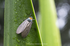 Macrobrochis fukiensis