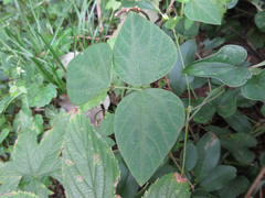 Amphicarpaea edgeworthii