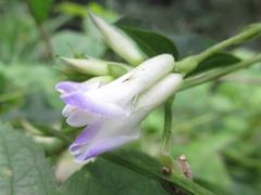 Amphicarpaea edgeworthii