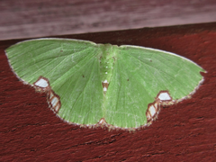 Comibaena procumbaria