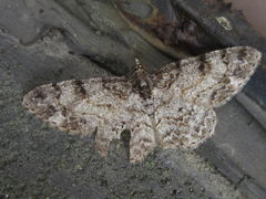 Protoboarmia simpliciaria