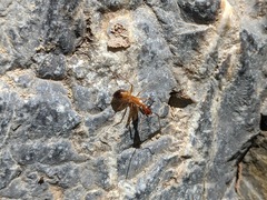 Camponotus baldaccii