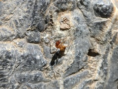 Camponotus baldaccii