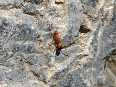 Camponotus baldaccii