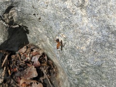 Camponotus baldaccii