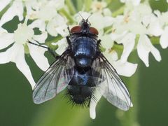 Epicampocera succincta