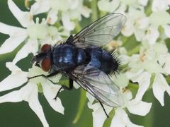 Epicampocera succincta