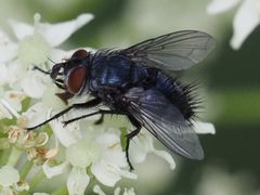 Epicampocera succincta