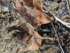 Camponotus baldaccii