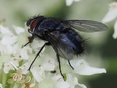 Epicampocera succincta