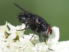 Epicampocera succincta