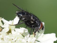 Epicampocera succincta