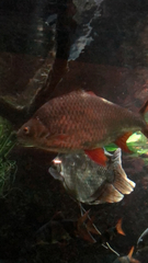 Barbonymus schwanefeldii