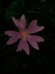 Malva alcea