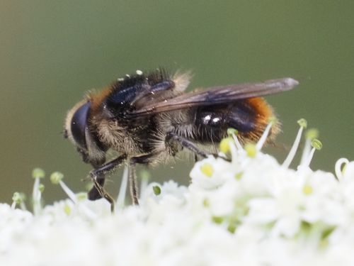 Bumblebee Blacklet photo 3