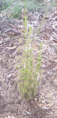 Drosera porrecta