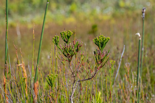 Berzelia ecklonii (Berzelia ecklonii)
