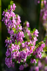 Erica intervallaris intervallaris