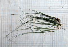 Juncus gracillimus