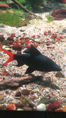 Epalzeorhynchos bicolor