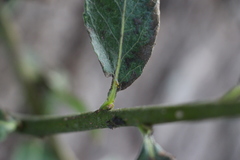 Thaumatomyia notata