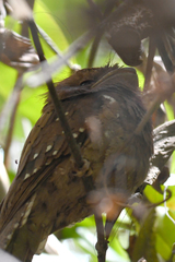 Batrachostomus moniliger