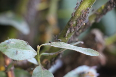 Diptera