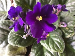 Streptocarpus ionanthus