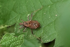 Himacerus