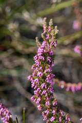 Erica intervallaris intervallaris