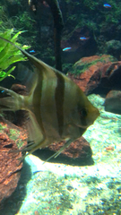 Pterophyllum scalare