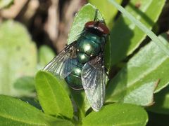 Neomyia viridescens