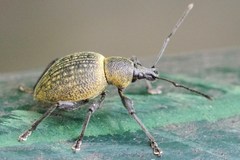 Otiorhynchus pseudonothus