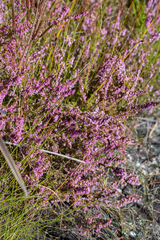 Erica intervallaris intervallaris