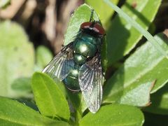 Neomyia viridescens