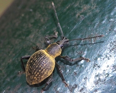 Otiorhynchus pseudonothus