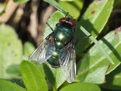 Neomyia viridescens