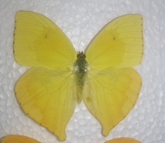 Phoebis neocypris virgo