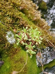 Saxifraga cespitosa