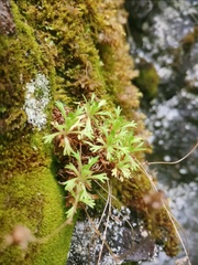 Saxifraga cespitosa