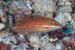 Halichoeres biocellatus