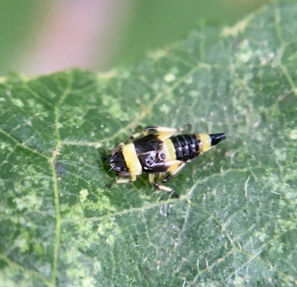 Eupterycyba
