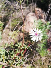 Lampranthus leptaleon