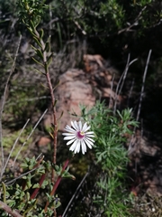 Lampranthus leptaleon